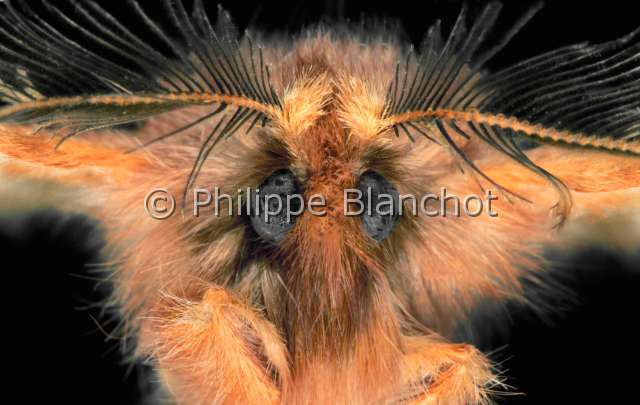 Ptilophora plumigera.JPG - Ptilophora plumigera (Portrait)PlumetPlumed ProminentLepidopteraNotodontidaeFrance